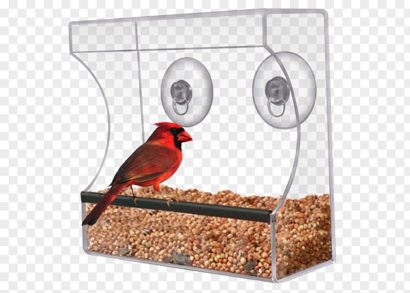 Bird Feeders Squirrel Window Finches PNG