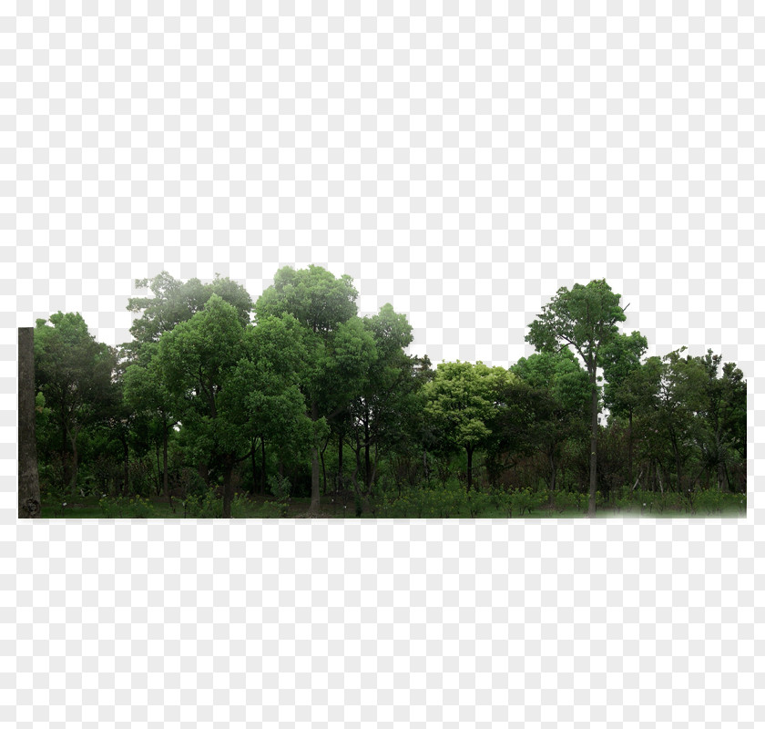 Forest Download Green PNG