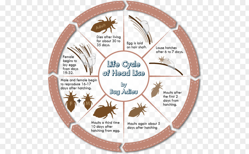 Insect Head Louse Lice Infestation Scalp PNG