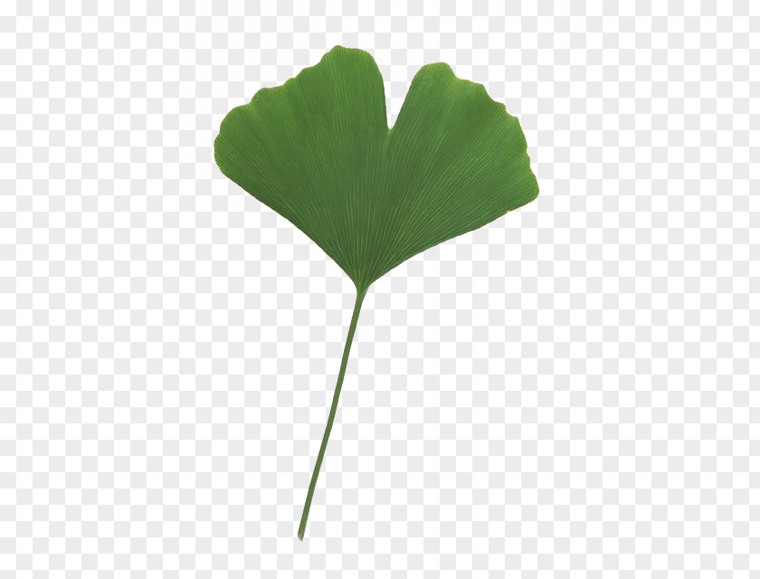 Leaves Leaf Plant Stem Tree PNG