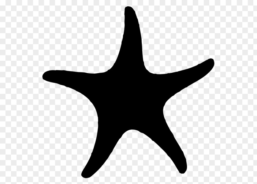 Starfish Clip Art Silhouette PNG