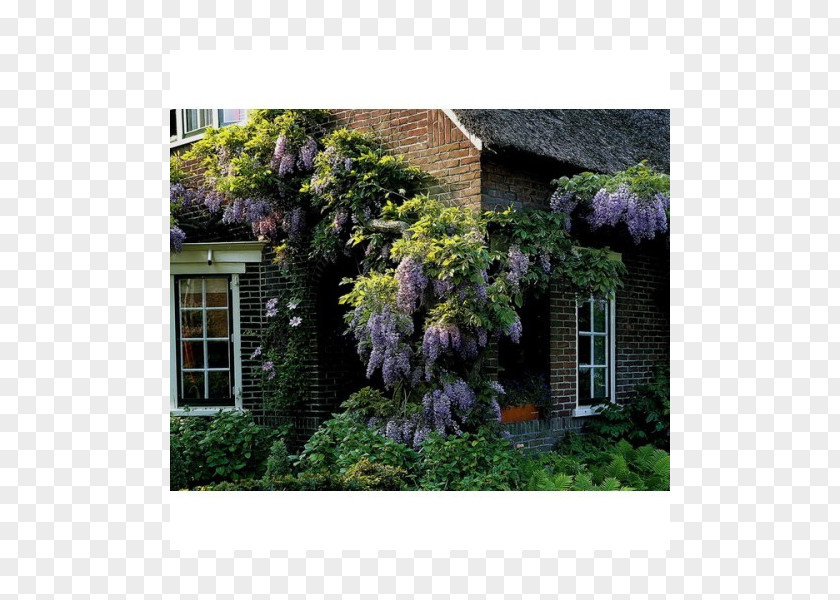 Wisteria Sinensis Chinese Japanese Frutescens Acer Japonicum Maple PNG