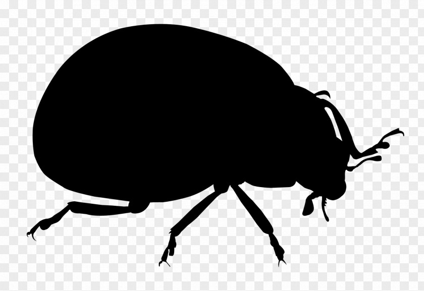 Weevil Dung Beetle Clip Art Silhouette PNG