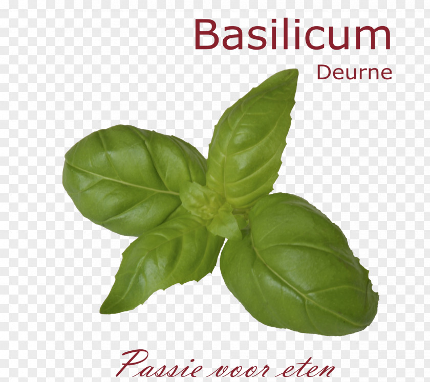 Basil Basilicum Deurne Catering Good Friday Italy PNG