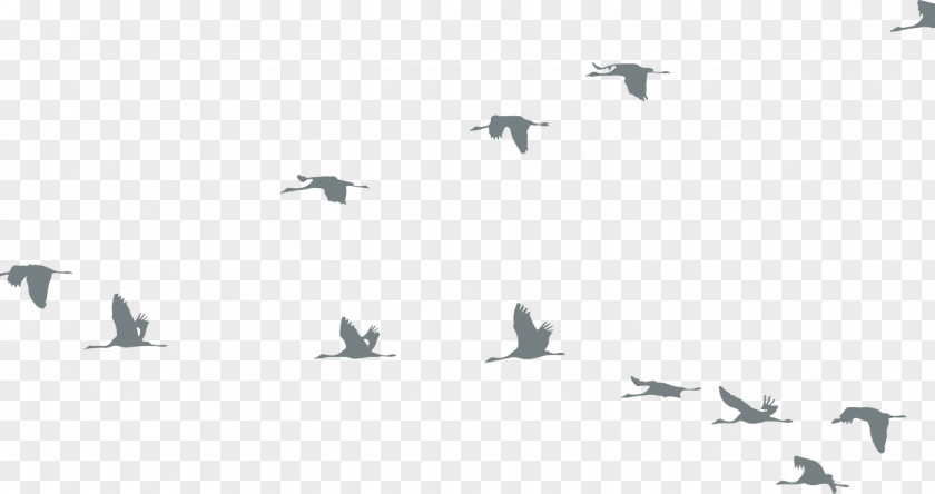 Bird Goose Crane Flock Clip Art PNG
