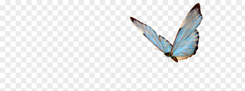 Blue Butterfly Insect PNG