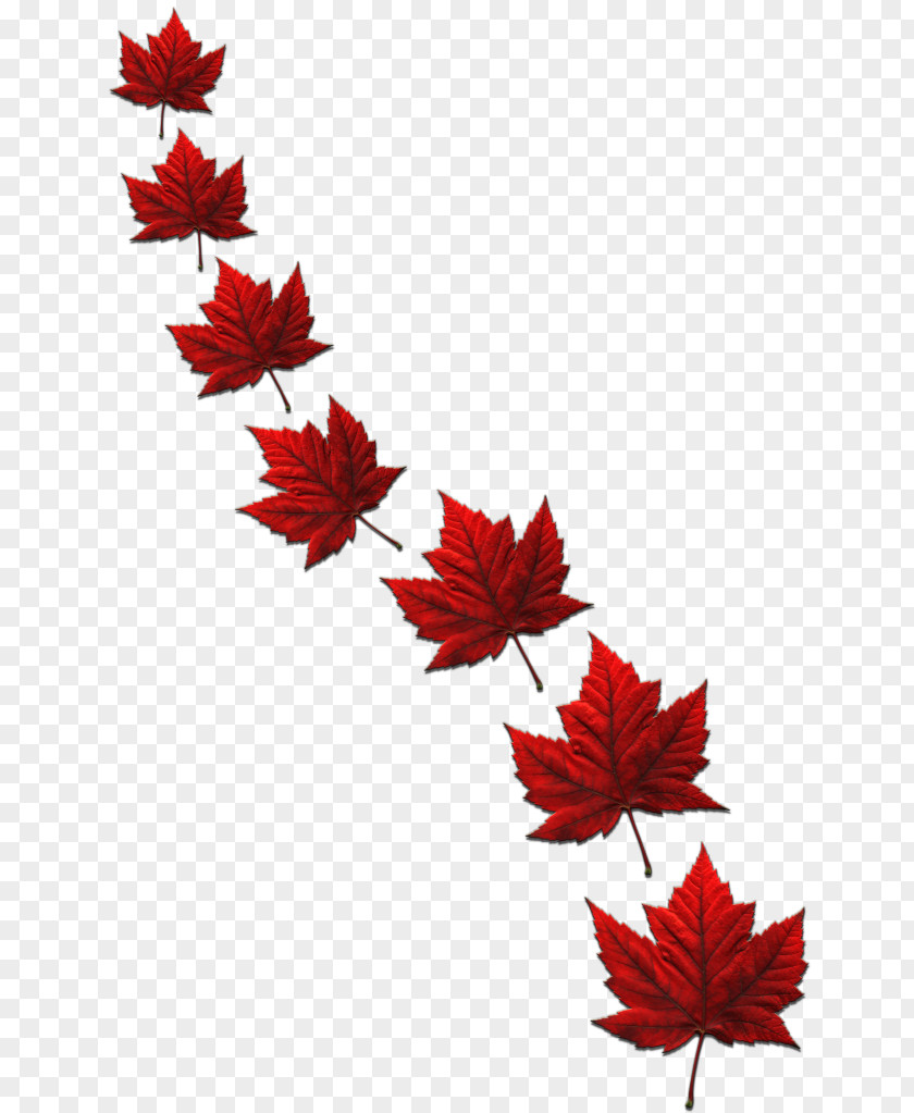 Canada Maple Leaf Flag Of PNG