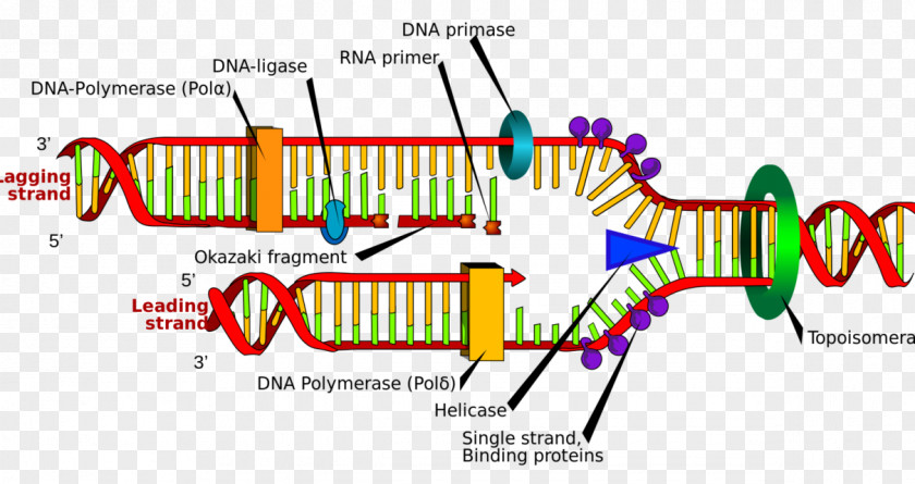 DNA Replication Polymerase Nucleic Acid Double Helix Molecular Structure Of Acids: A For Deoxyribose PNG
