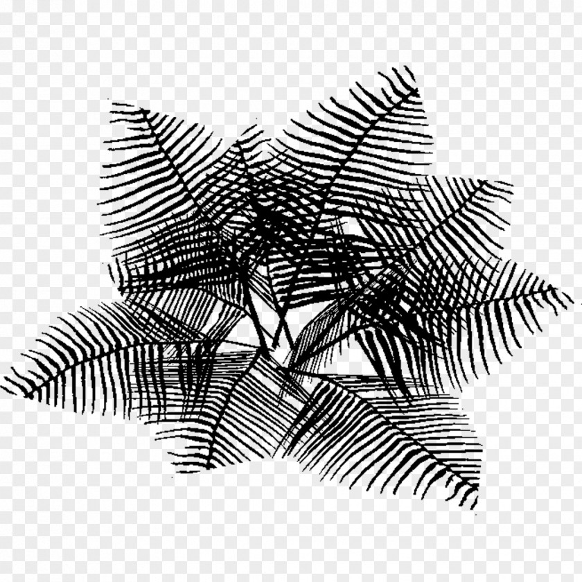 M Tree Line Black & White PNG