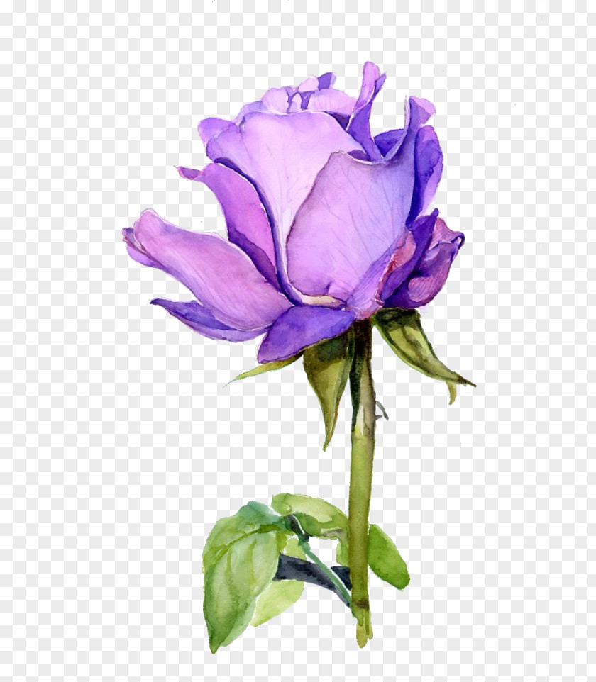 Plant Rose Flower Watercolor Painting Purple PNG