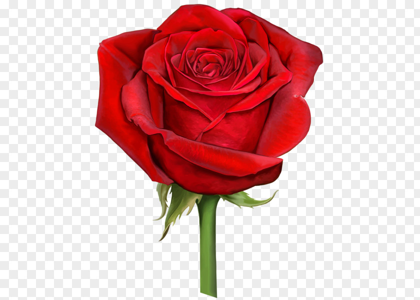 Red Rose Decorative Flower Desktop Wallpaper Clip Art PNG
