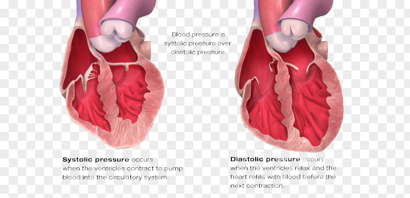 Blood Pressure Diastole Systole Heart PNG