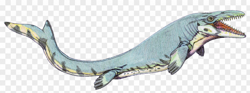 Dinosaur Mosasaurus Reptile Pteranodon Lythronax PNG