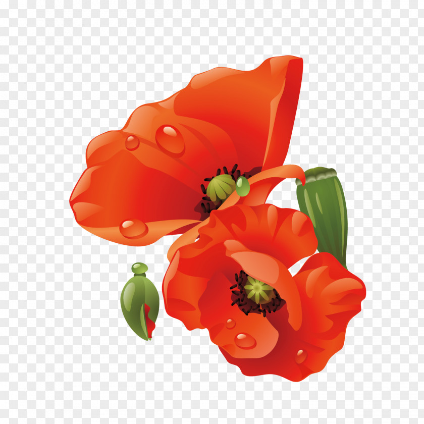 Flowers Bouquet Poppy Paper Flower PNG