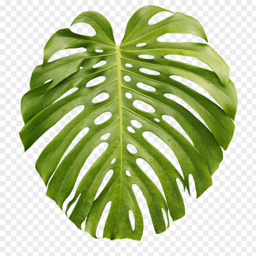 Leaf Tropics Arecaceae Palm Branch PNG