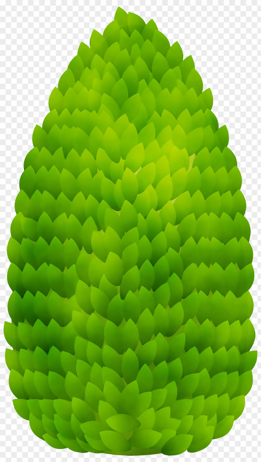 Plant Grass Green Fruit PNG