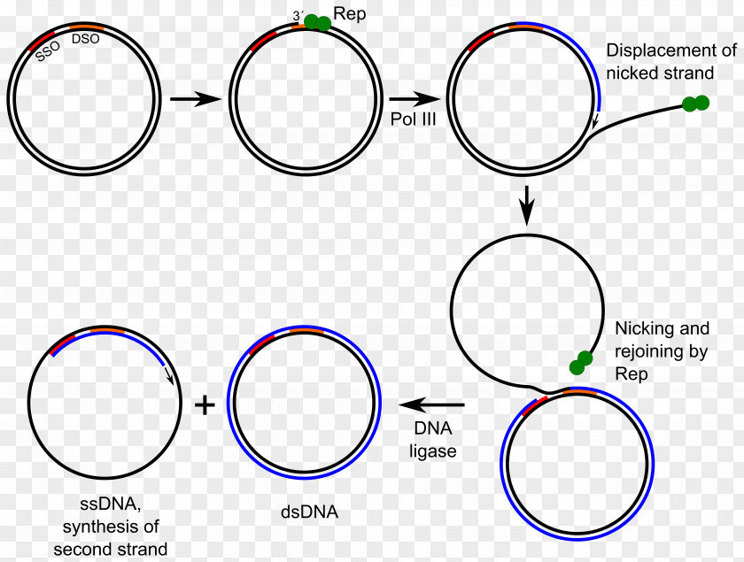 Rolling Circle Replication DNA Plasmid Replicate PNG