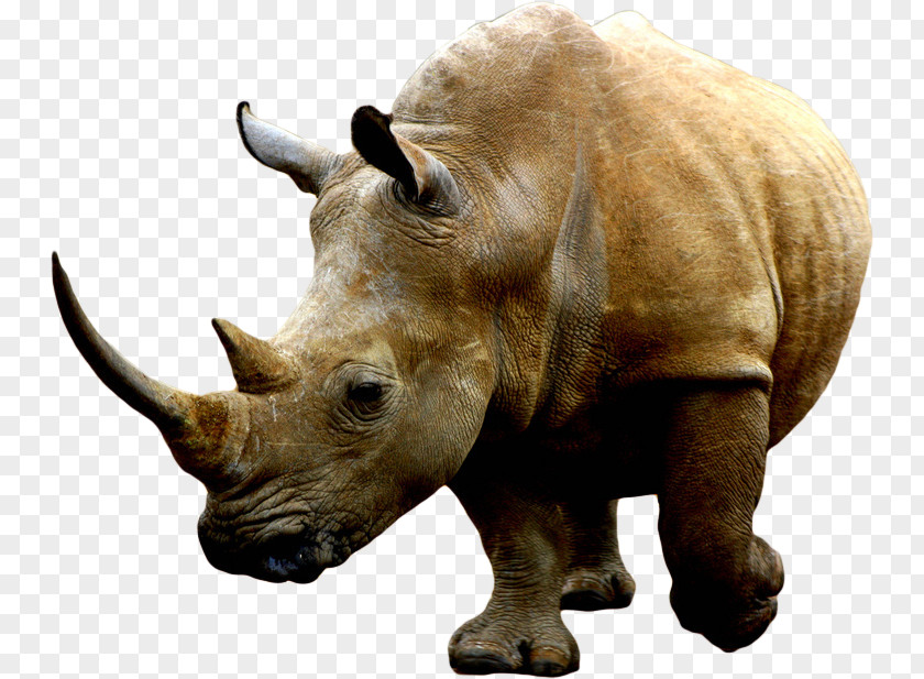 Los Animales White Rhinoceros Rhino! Clip Art PNG