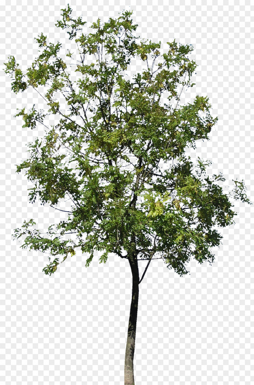 Maple Canoe Birch Tree PNG