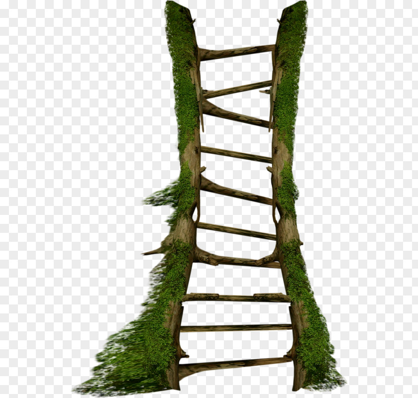 Plant Branch Ladder Stairs PNG