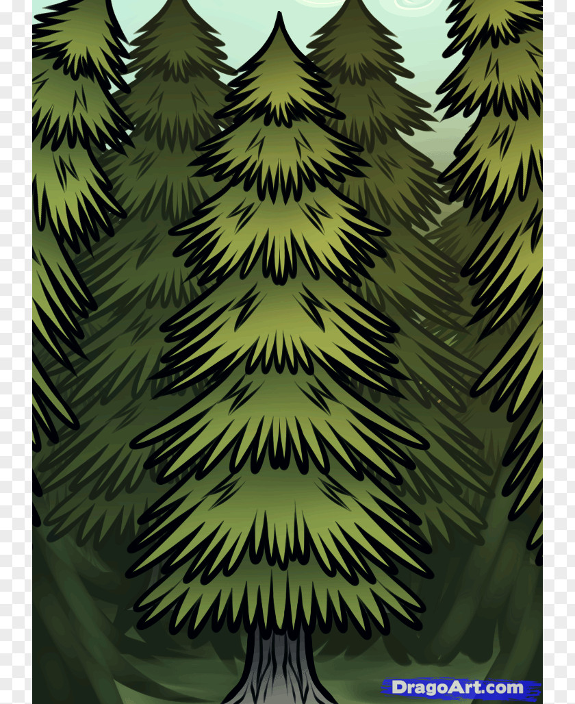 Spruce Drawing White Pine Tree Evergreen PNG
