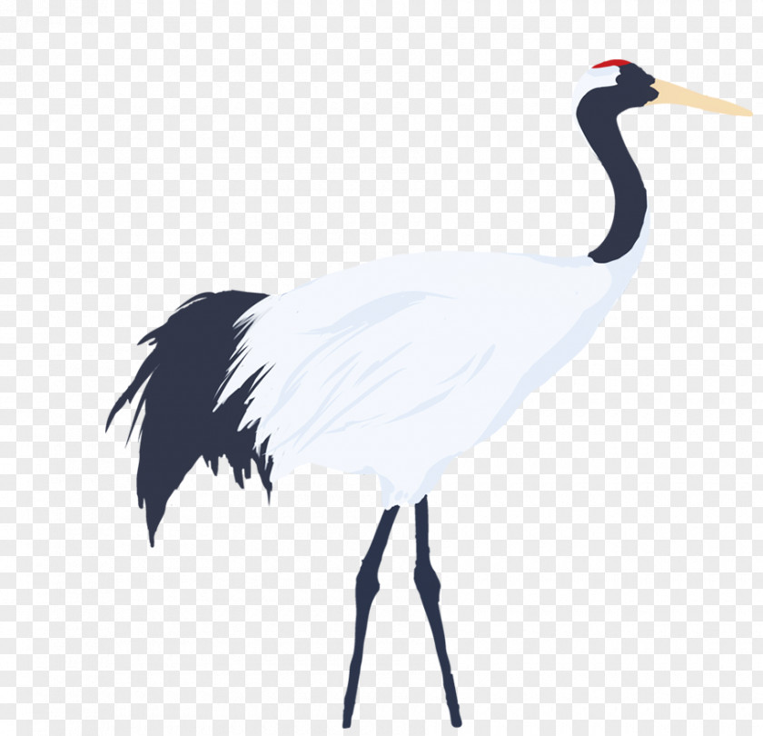 Bird White Stork Beak Neck Wing PNG