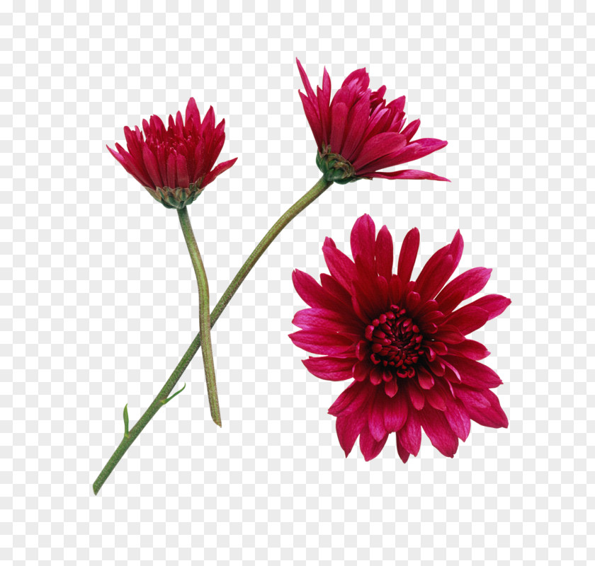 Chamomile Flower Clip Art PNG