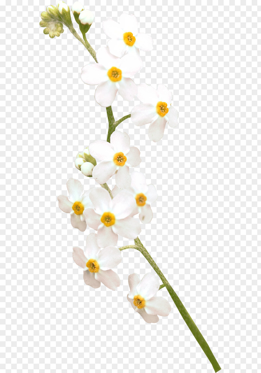 Flower Moth Orchids White PNG