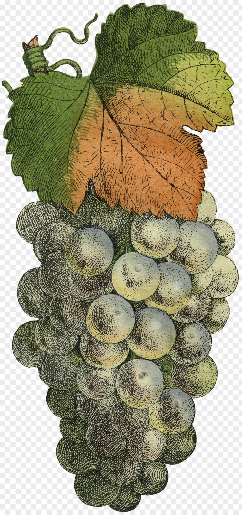 Green Grapes Common Grape Vine Photography Fruit PNG