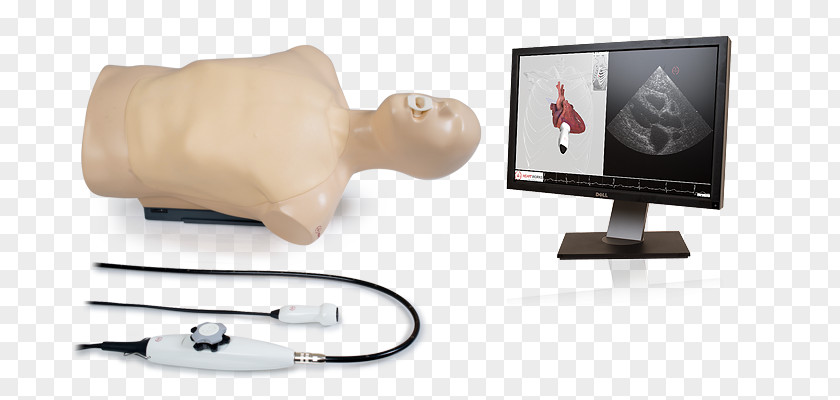 Heart Echocardiography Transesophageal Echocardiogram Ultrasonography Simulation Medicine PNG