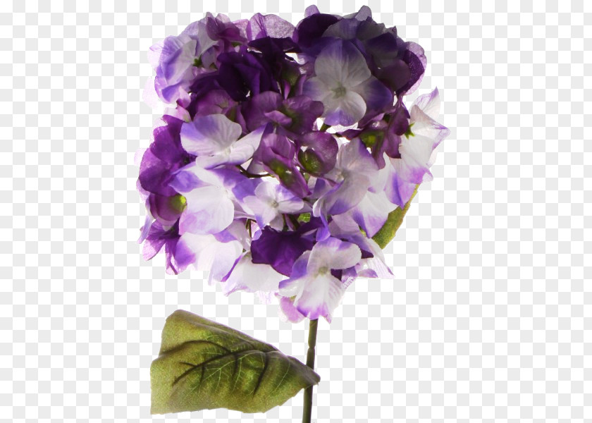 Nenuphar Hydrangea Cut Flowers Petal PNG