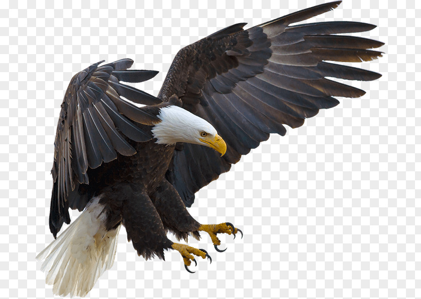 Bird Bald Eagle Hawk Buteoninae PNG