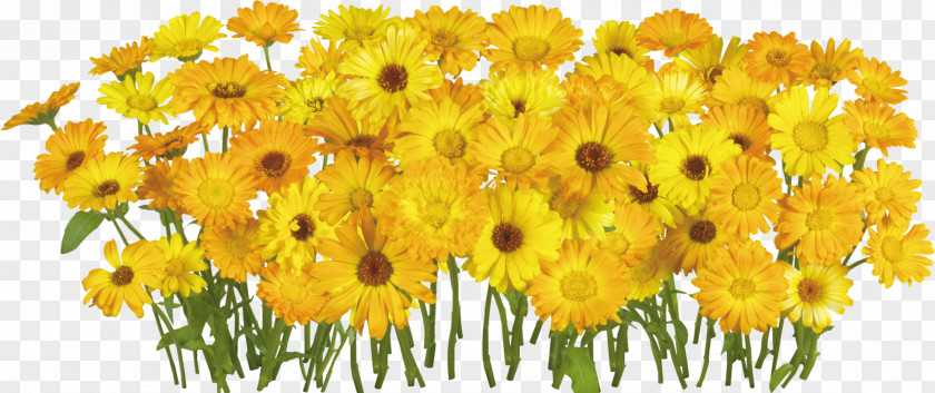 Flower Clip Art Image Download PNG