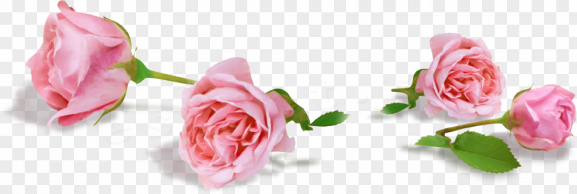 Garden Roses Cabbage Rose Pink Flower China PNG