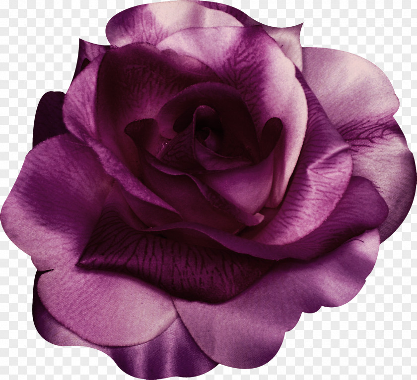 Purple Rose Garden Roses Centifolia Beach Violet PNG