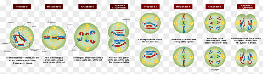 Stage Meiosis Chromosome Cell Division Mitosis PNG