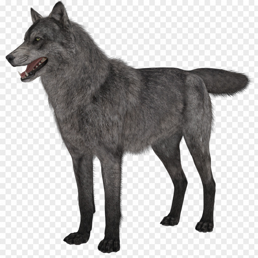 Transparent Wolf Picture Gray Clip Art PNG
