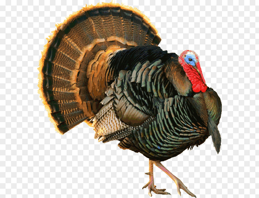 Another Graphic Black Turkey Heritage Backyard Wildlife Meat PNG