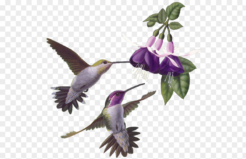 Bird Hummingbird PNG