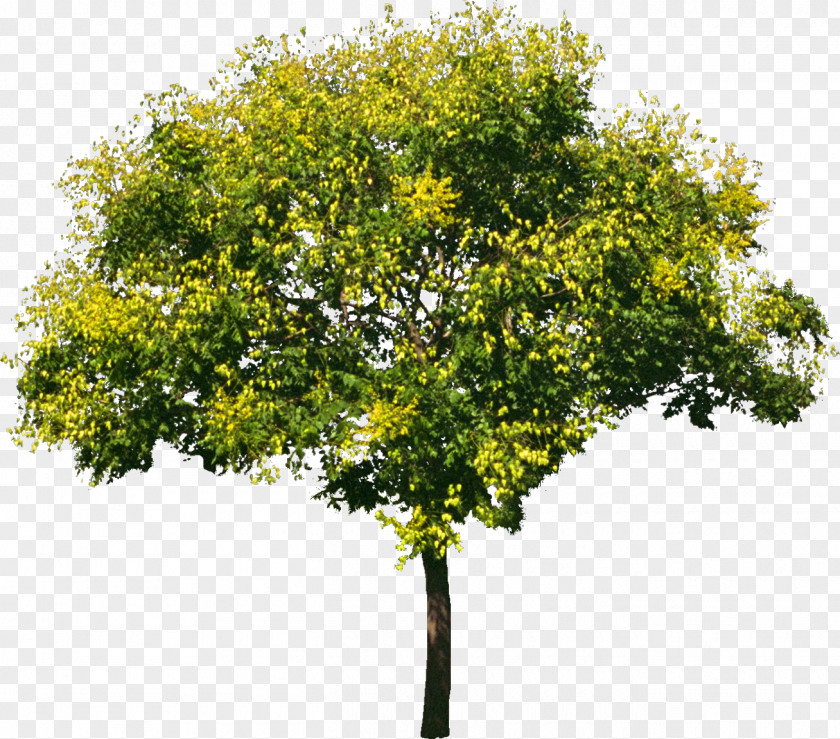 Bushes Tree Stock Photography Oak PNG