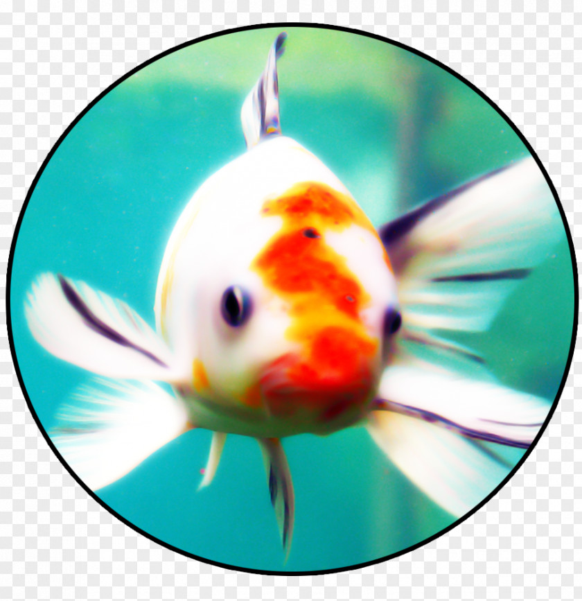 Fish Goldfish Bony Fishes Marine Biology PNG