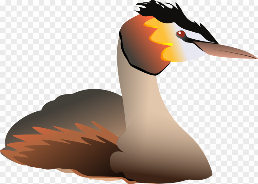 Goose Water Bird Great Crested Grebe Clip Art PNG
