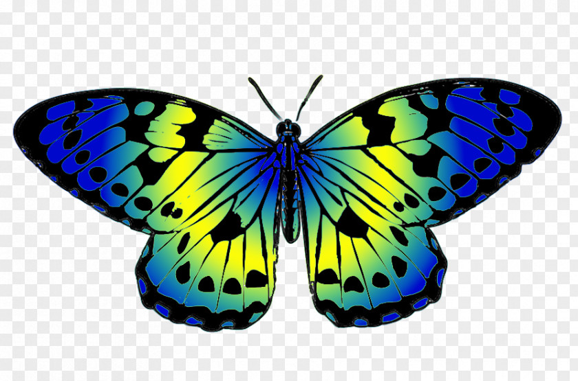 Greenish Cliparts Butterfly Yellow Blue Drawing Clip Art PNG