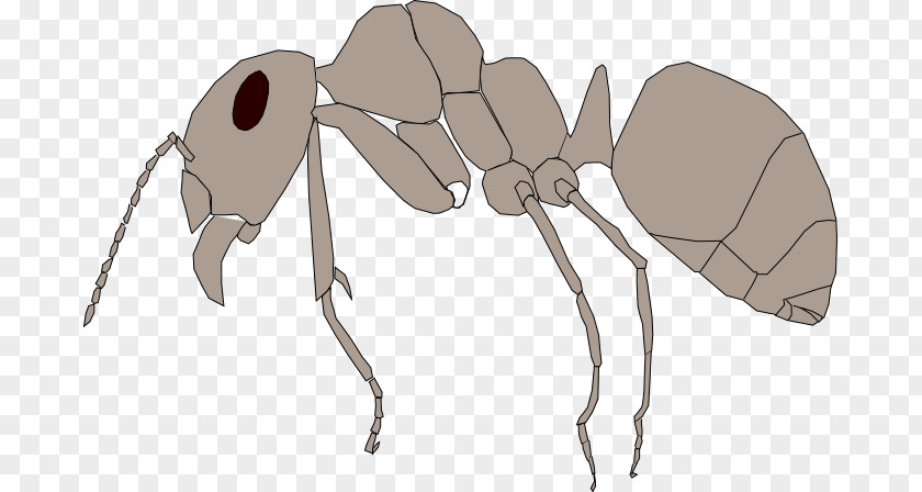 Mosquito Red Wood Ant Insect Ectognatha PNG