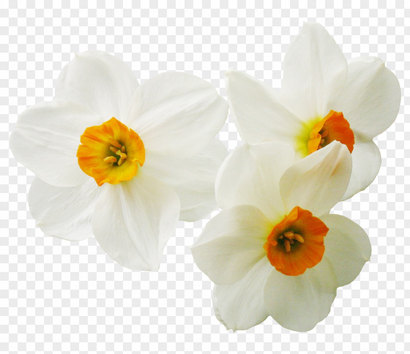 Narcissus Daffodil Plant Flower PNG