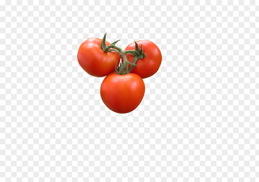 Tomato Plum Vegetable Bush PNG