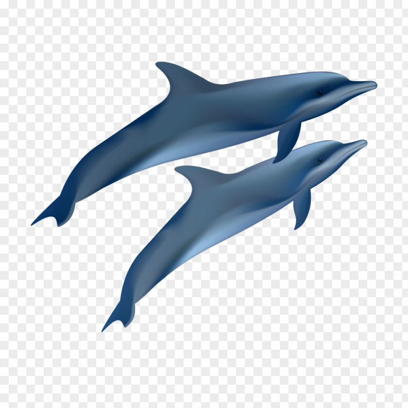 Vector Dark Blue Dolphin Euclidean Photography Oceanic Illustration PNG