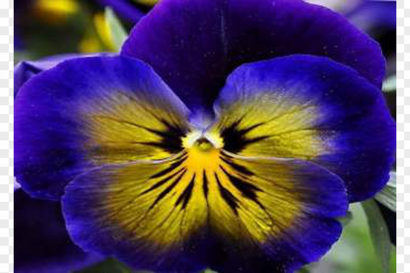 Violet Pansy Seed Petal Balcony PNG