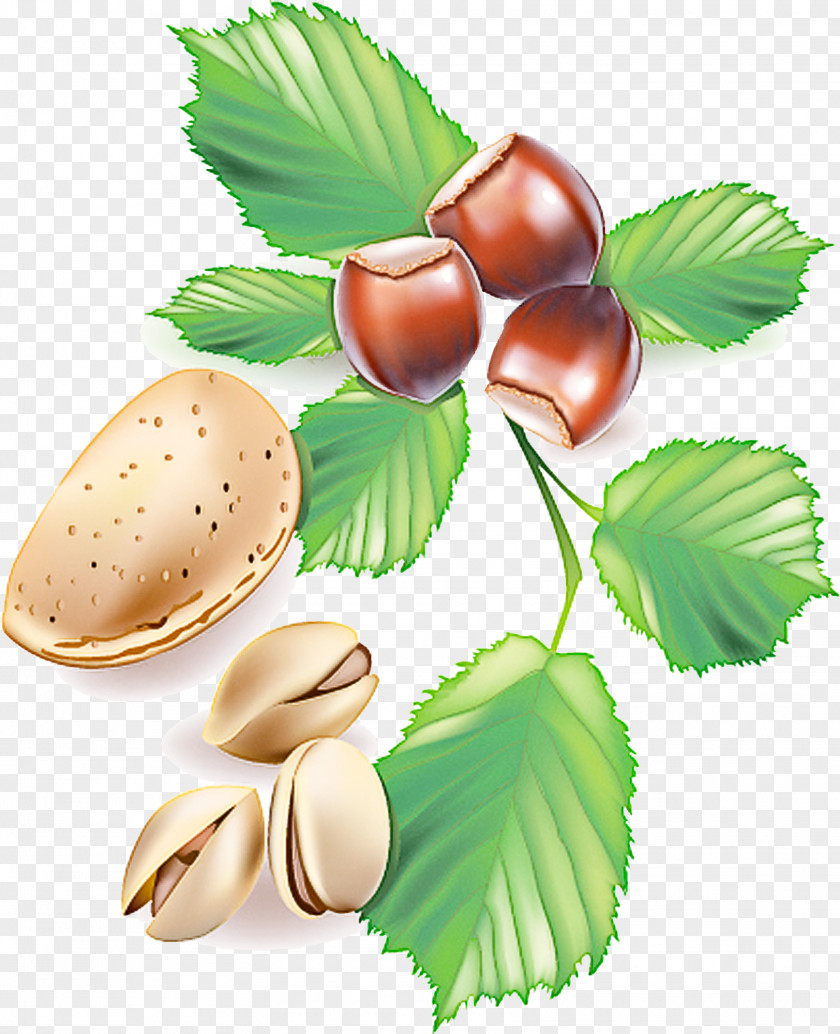 Woody Plant Food Leaf Hazelnut Chestnut Tree Nut PNG