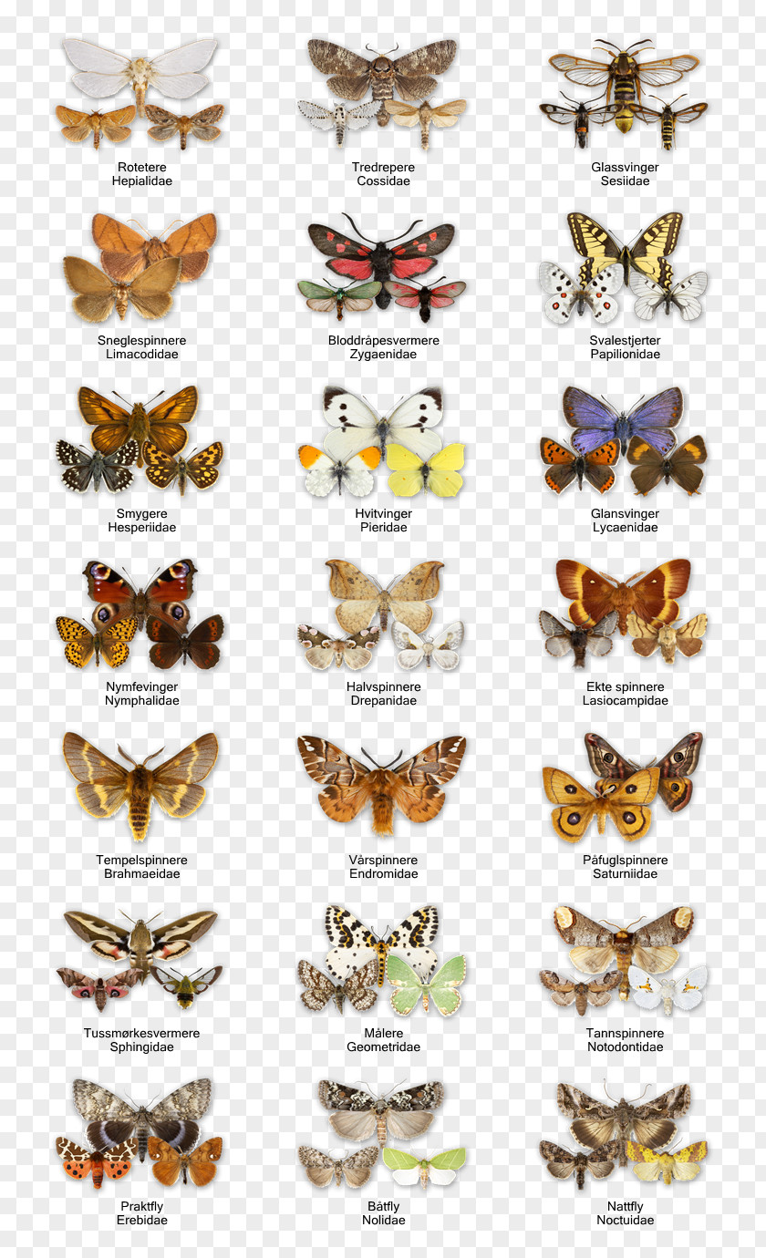 Butterfly Insect Honey Bee Moth Microlepidoptera PNG